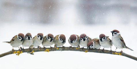 panoramic picture with many little funny birds sitting in the park on a branch in snow
