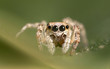 © Rinaldo - A beautiful spider wide of image is 5mm