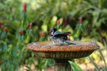 Bluejay Getting All It's Feathers Wet As It Baths In A Bird Bath
