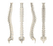 © nerthuz - Human Spine Anatomy Isolated