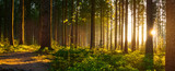Fototapeta Las - Silent Forest in spring with beautiful bright sun rays
