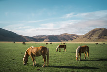 Horses Grazing On Field By Mountains Against Sky