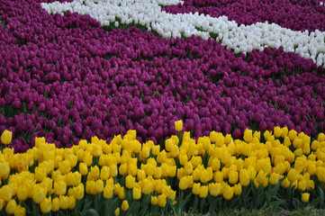 Wall Mural - colorful tulips