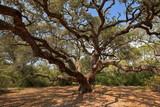 Fototapeta Natura - 1000 year old oak tree in Texas