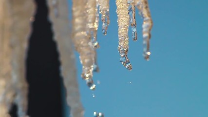 Wall Mural - Melting Icicles