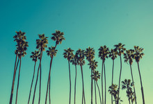 California High Palms On The Blue Sky Background