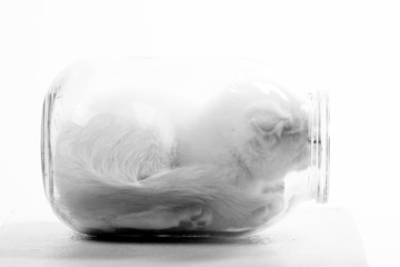 little kitten in a glass jar