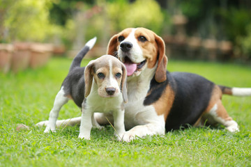 Purebred adult and puppy beagle dog are playing in lawn
