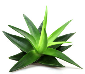 Wall Mural - Aloe vera plant isolated on white.