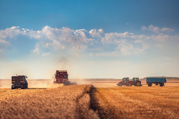 Combine harvester agriculture machine harvesting golden ripe wheat field