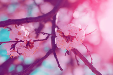 Beautiful flowers blossom in spring. Floral background.