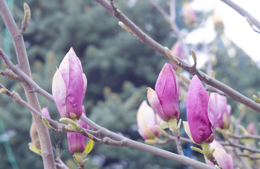 Sticker - Spring magnolia pink buds on a branch of a tree. Blossom magnolia flower in nature. Beautiful spring bloom