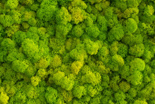 Moss Background Made Of Reindeer Lichen Cladonia Rangiferina, Mossy Texture Spring Green.
