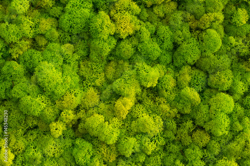 tlo-mech-z-porostow-reniferow-cladonia-rangiferina-omszaly-tekstura-wiosna-zielony