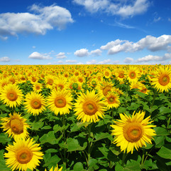 Poster - field of blooming sunflowers