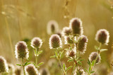 Fototapeta Dmuchawce - Summer flowering grass