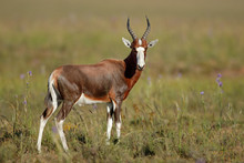 A Blesbok Antelope (Damaliscus Pygargus) In Natural Habitat, South Africa.