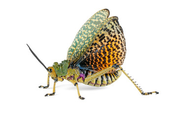 Poster - Milkweed locust (Phymateus spp.) with open wings on white, South Africa.