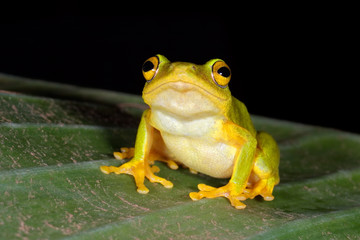 Poster - Tinker reed frog (Hyperolius tuberilinguis) on a plant leaf, South Africa.