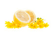 Lemon in flowers - citrus cut in two