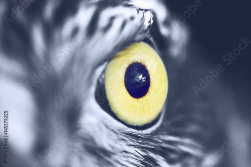 Eagle Eye Closeup Buy This Stock Photo And Explore Similar