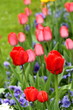 Red and pink  tulips in german spring garden. Shallow focus background.
