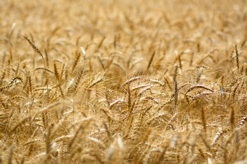 Wheat field