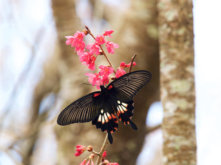 Papilio with Cherry blossoms,Taiwan