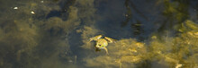 Frog In The Pond Water