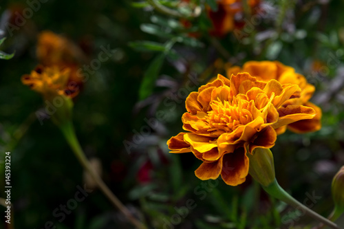 Zdjęcie XXL Żółty i pomarańczowy kwiat nagietka