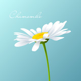 Beautiful background with single white camomile. Vector.