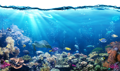 Wall Mural - Underwater Scene With Reef And Tropical Fish
