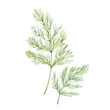 Sprig Of Dill