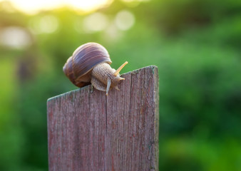 Snail on old Wooden Fence and the green background