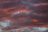 Fototapeta Na sufit - Lone Silhouetted Goose Flying in the Beautiful Sunset Sky