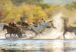 © AP - Wild Horses @ Salt River, Arizona
