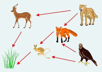 Food chain vector illustration