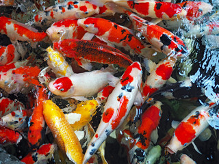 Wall Mural - The beautiful koi fish in pond in the garden.