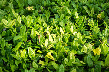 Wall Mural - green leaf nature tecture and background in a park.