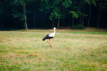 White stork walking on a green meadow, hunting for food