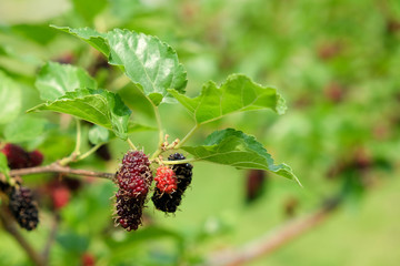 Wall Mural - Fresh ripe mulberry berries on tree