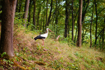 White stork walking on a green meadow, hunting for food