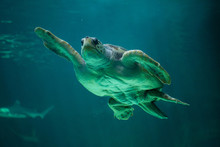 Loggerhead Sea Turtle (Caretta Caretta).