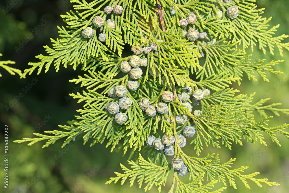 lebensbaum thuja pflanzzeit Abendländischer Lebensbaum Thuja occidentalis Brabant 125-150 cm Höhe