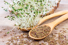 Fresh Alfalfa Sprouts And Seeds - Closeup.