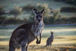 Large kangaroo in rural setting at dawn