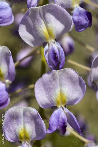 Quadri Fiore Di Glicine Immagini Per Arredo