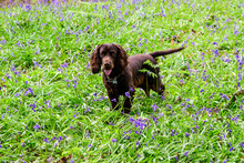 Chocolate Cocker Spaniel Standing In The Bluebells