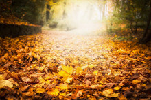 Autumn Leaf Litter In Garden Or Park, Fall Outdoor Nature Background With Colorful Fallen Leaves