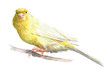 Watercolor single canary bird animal isolated on a white background illustration.
